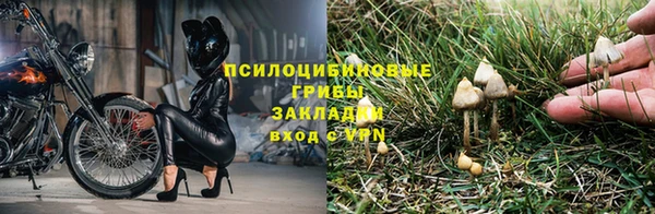 гашик Алексин