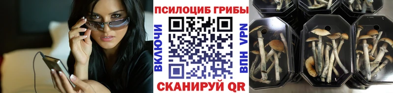 наркошоп  Далматово  blacksprut ссылки  Псилоцибиновые грибы Psilocybine cubensis 